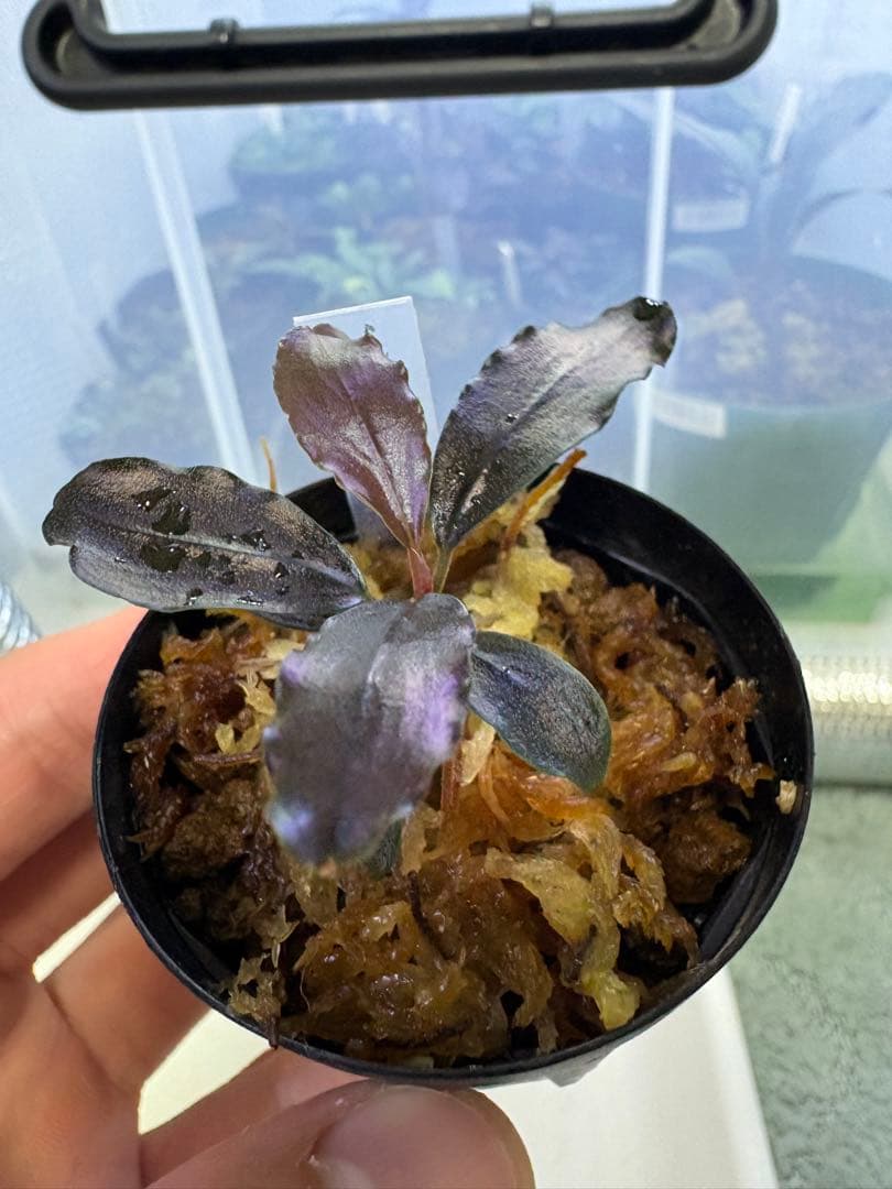 水草 Bucephalandra sp. Theia Blue