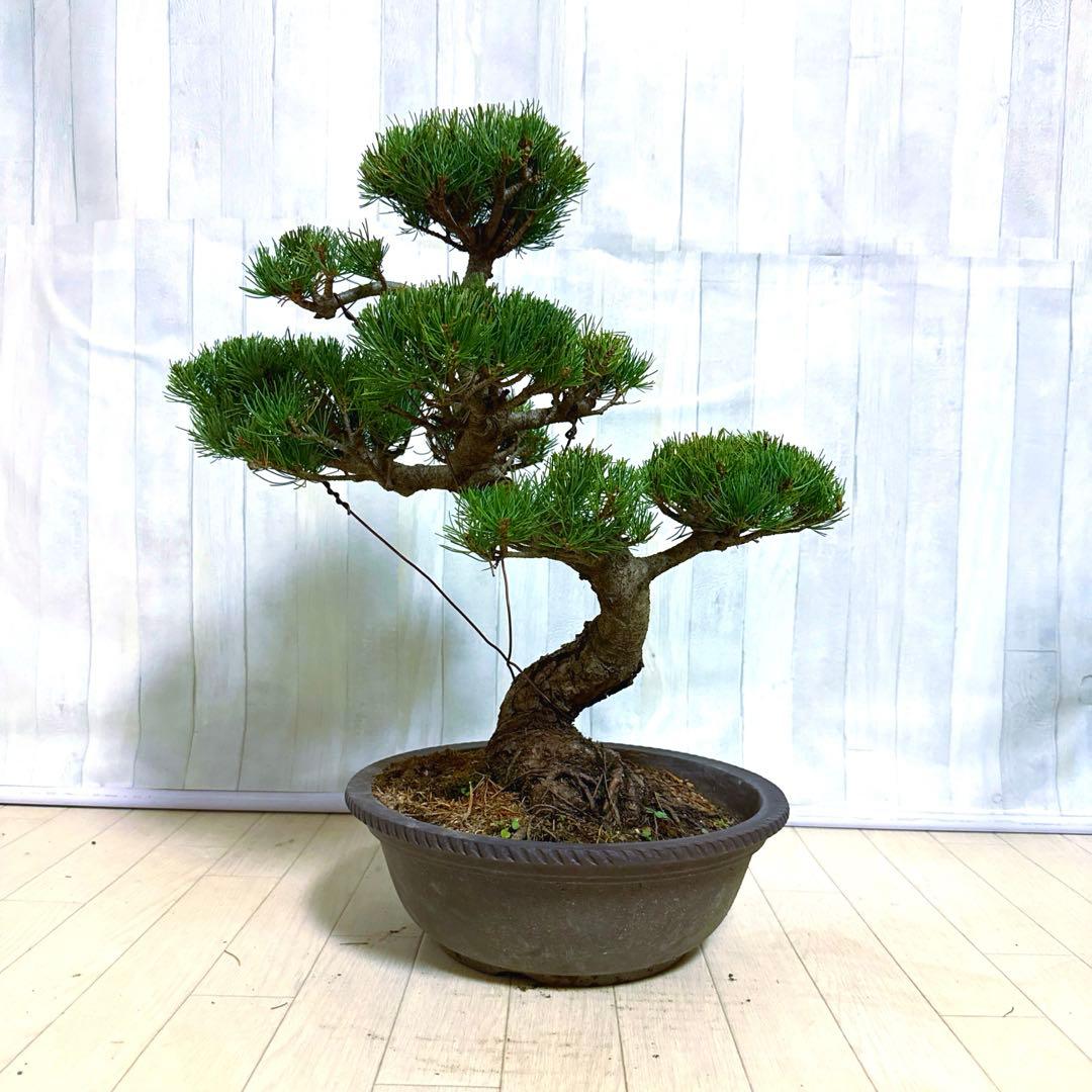 八房五葉松『盆栽』s