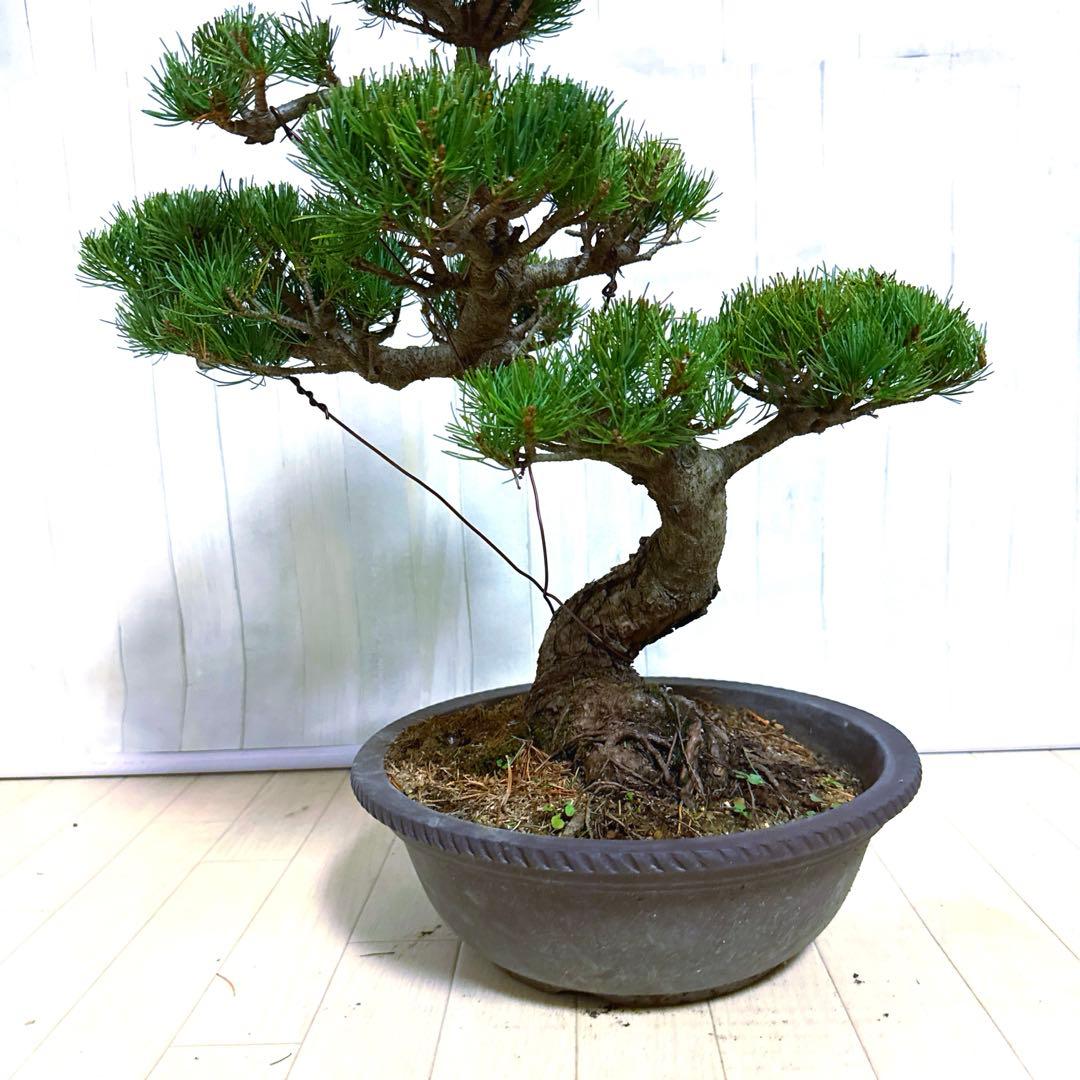 八房五葉松『盆栽』s
