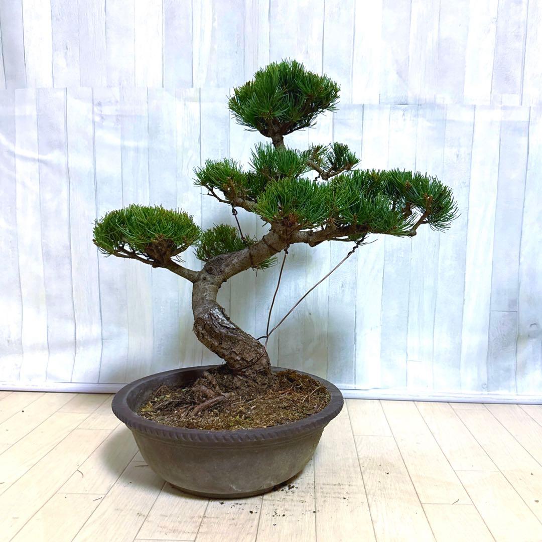 八房五葉松『盆栽』s