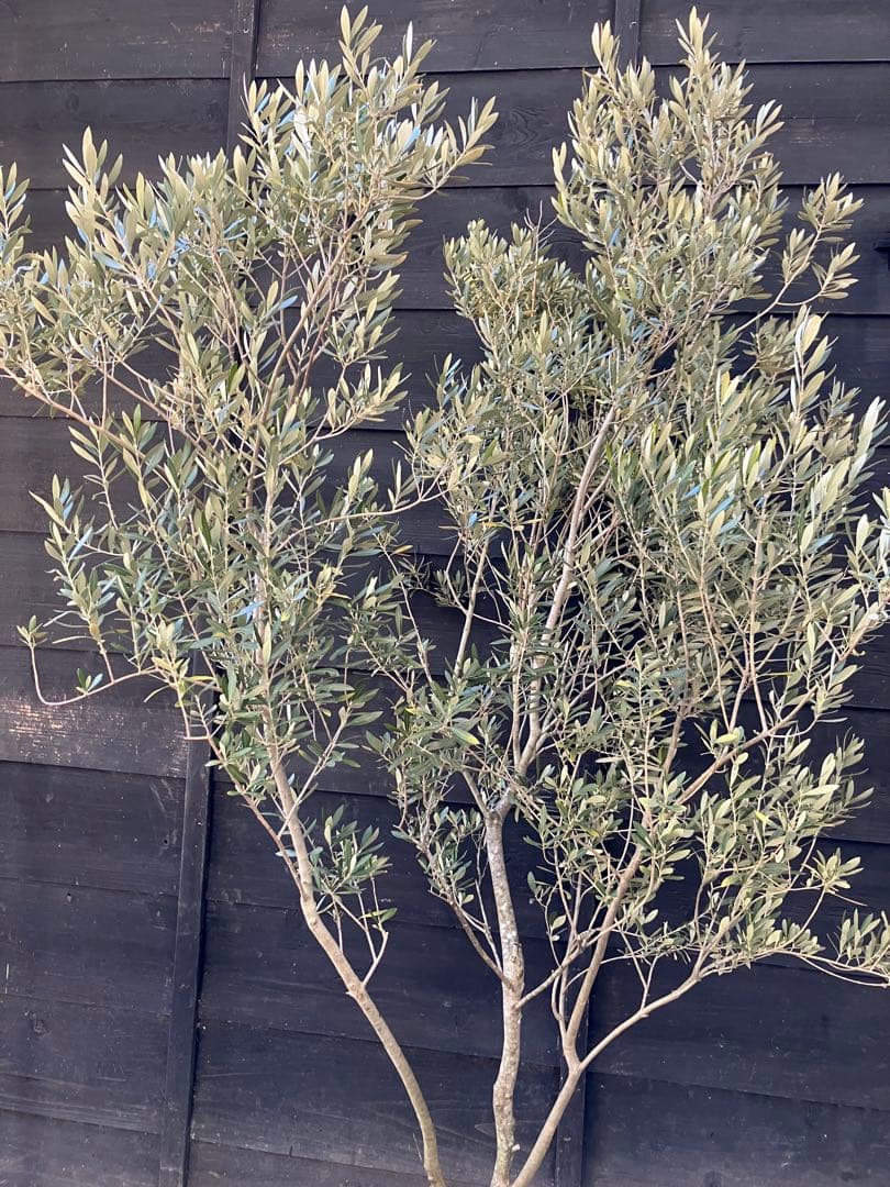 オリーブの木　シプレッシーノ