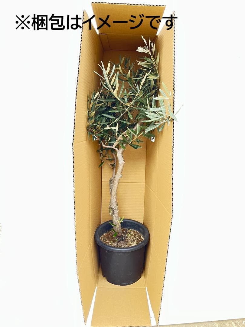 オリーブの木　フラントイオ　10号　約160cm　K-338　人気品種　現品掲載