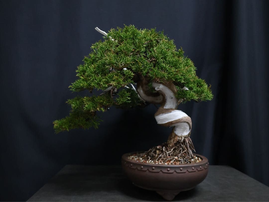 超逸品　太幹　真柏 糸魚川真柏 捻転　樹高29cm 中品　貴風　盆栽