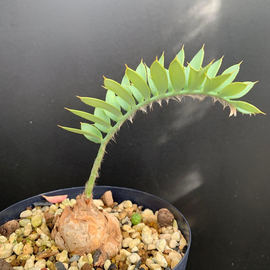 【南ア産・発根済】エンセファラルトス・ホリダス 約5cm｜No4-5