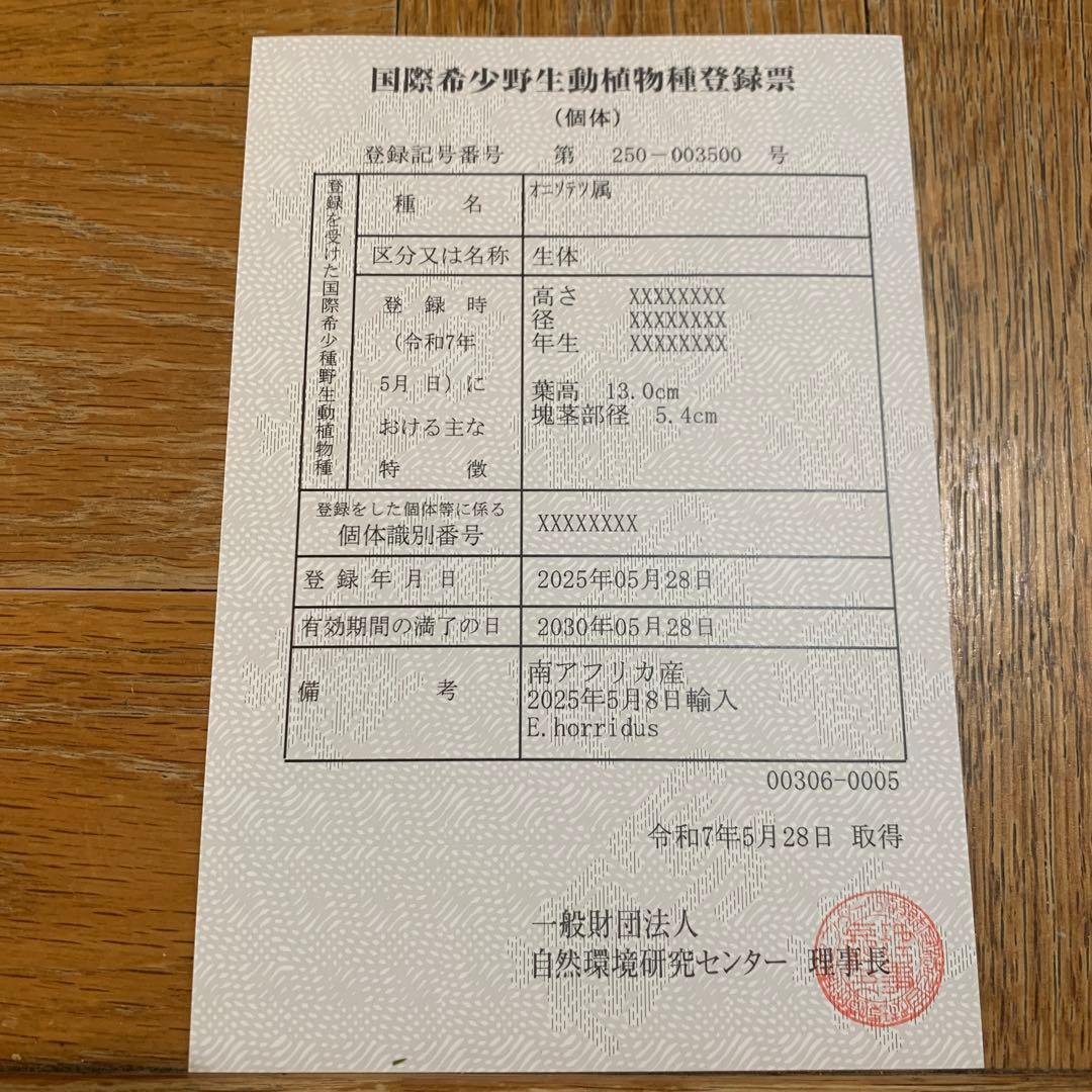 【南ア産・発根済】エンセファラルトス・ホリダス 約5cm｜No4-5