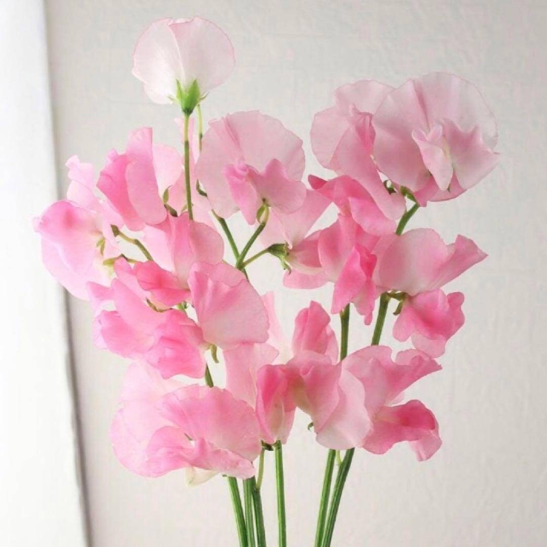 テト様　確認用