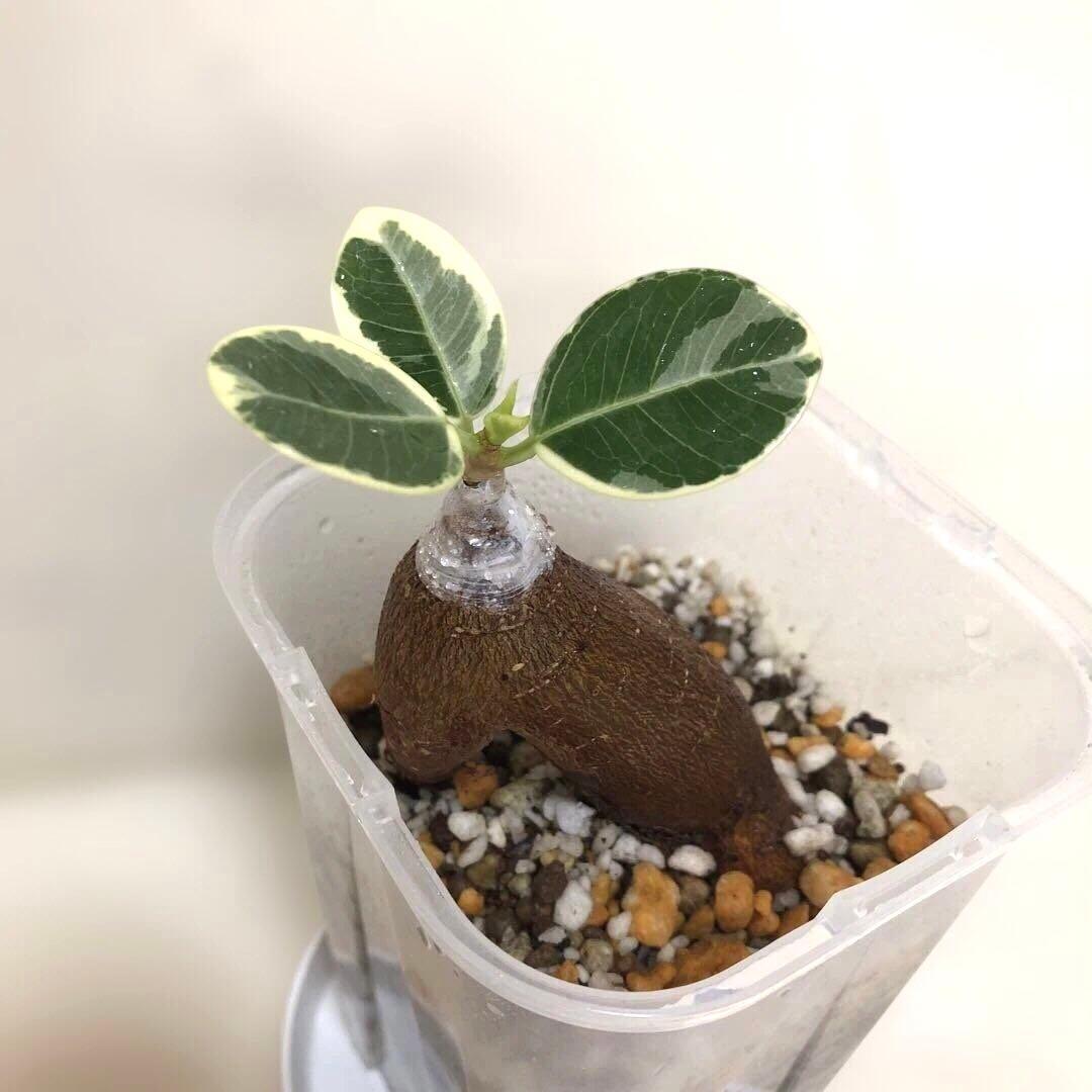 テト様　確認用