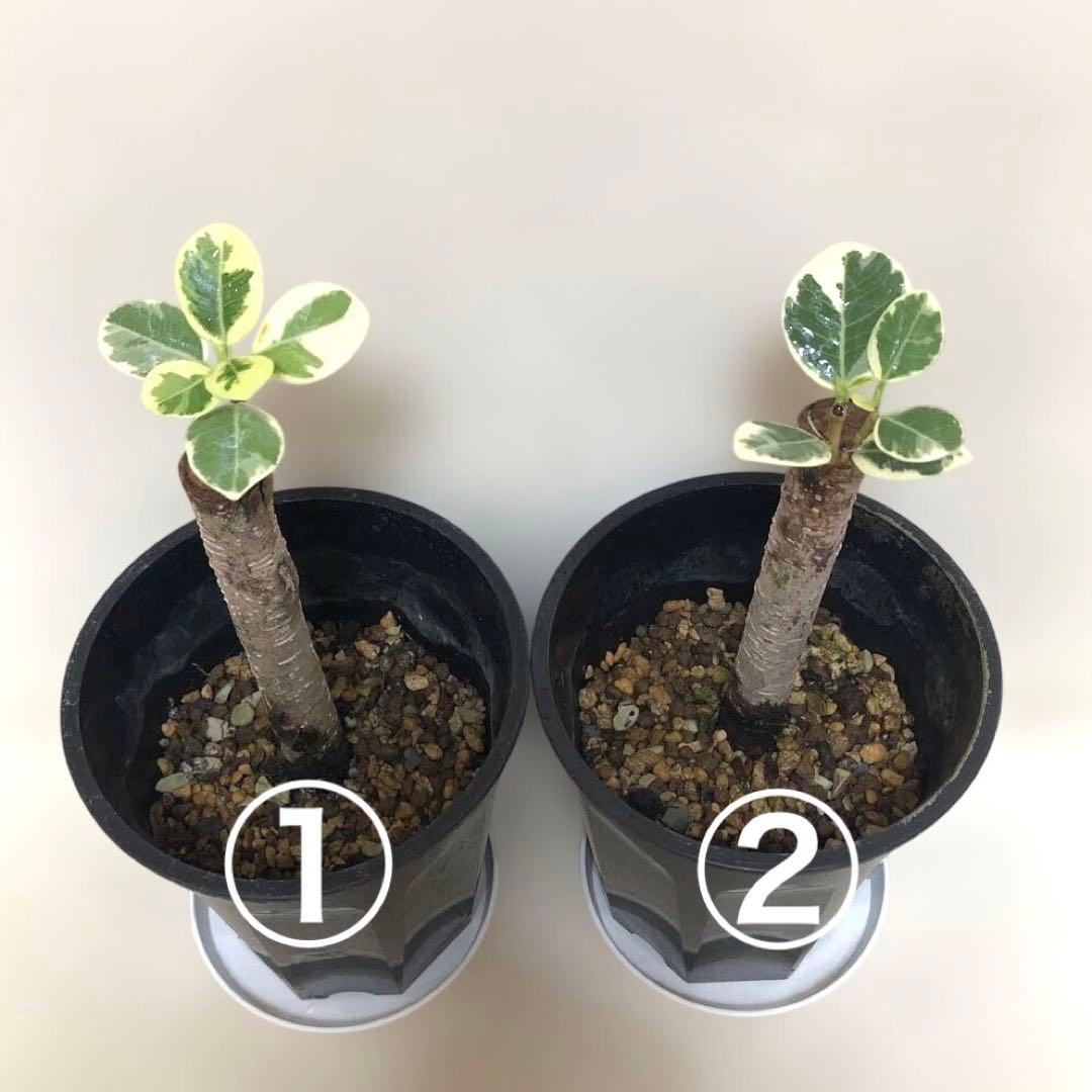 テト様　確認用