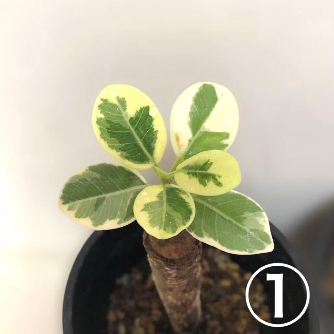 テト様　確認用