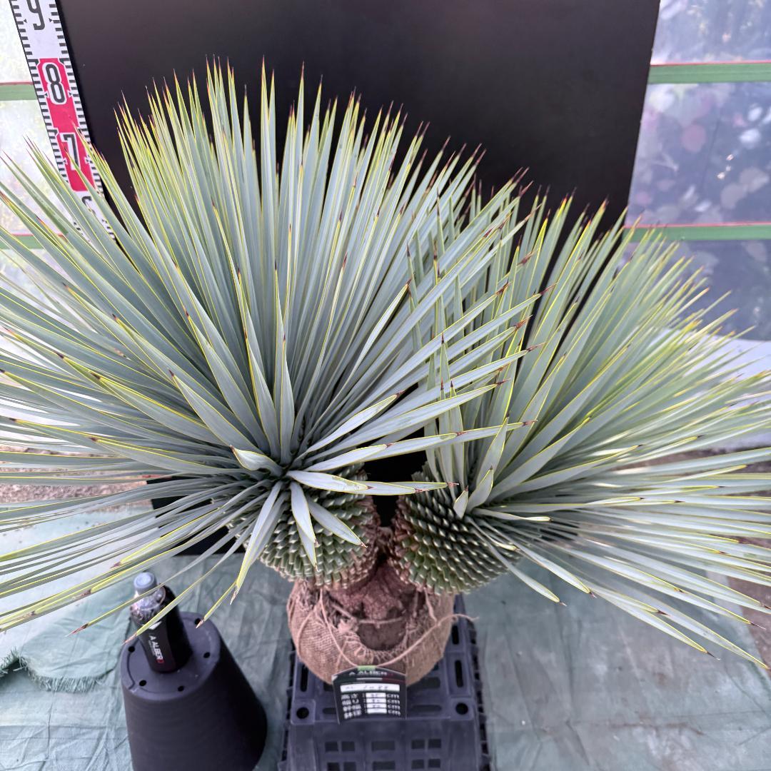 【AL1088】ユッカ　ロストラータ