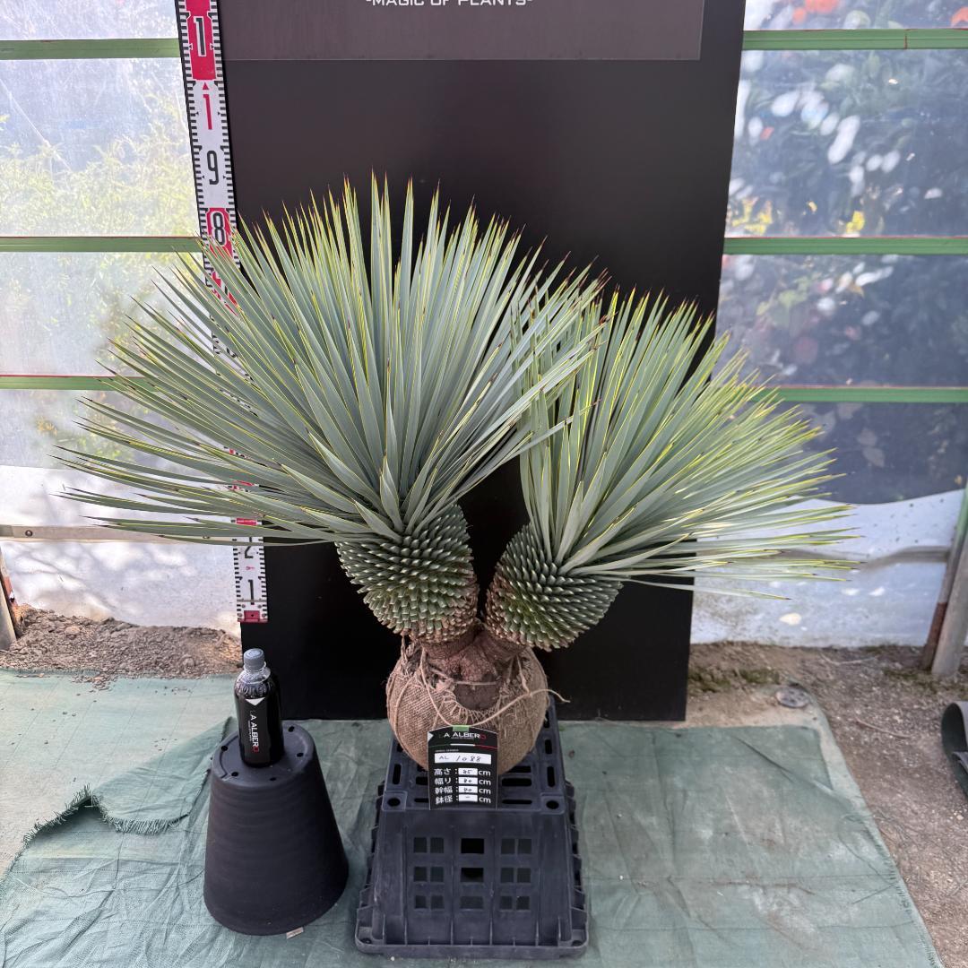 【AL1088】ユッカ　ロストラータ