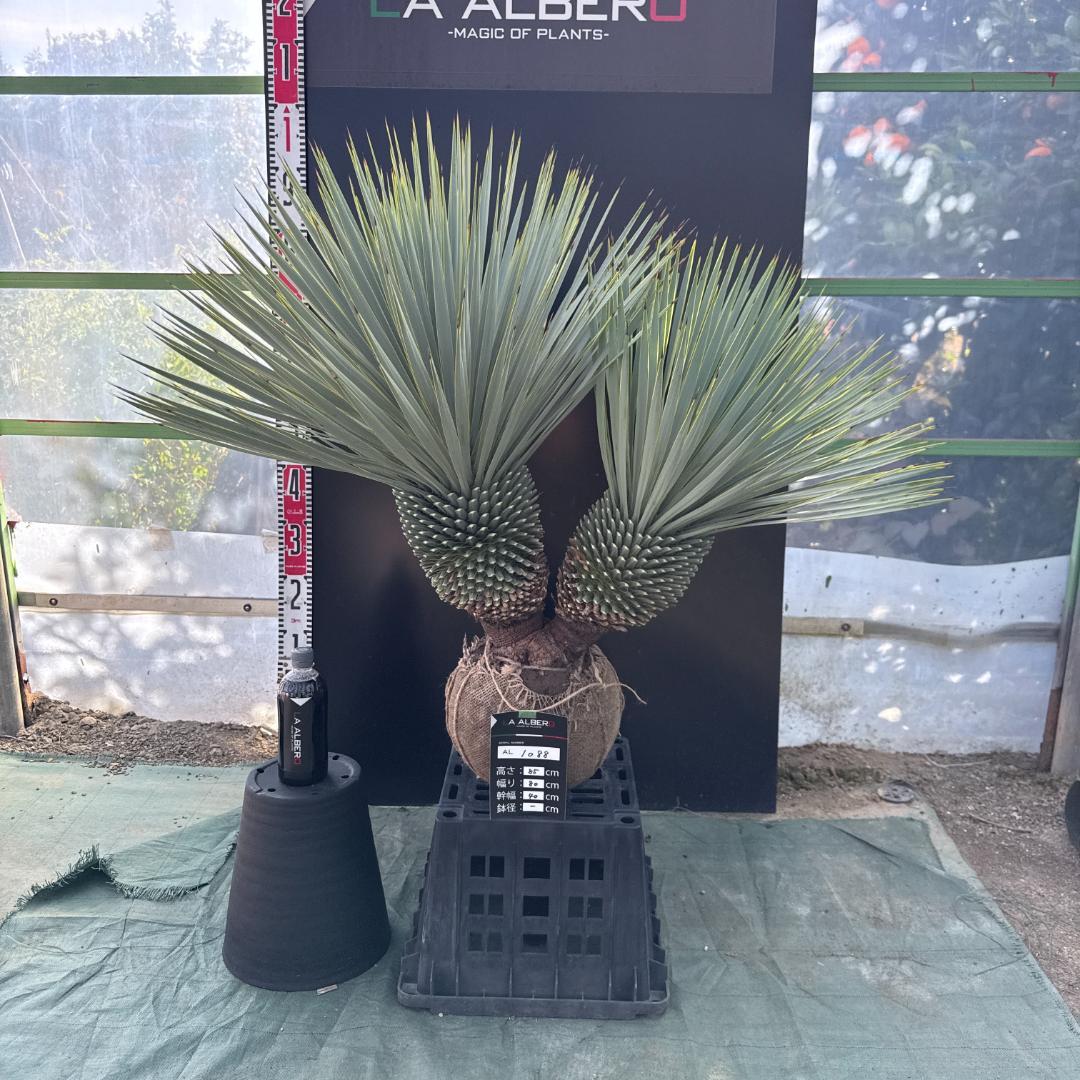 【AL1088】ユッカ　ロストラータ