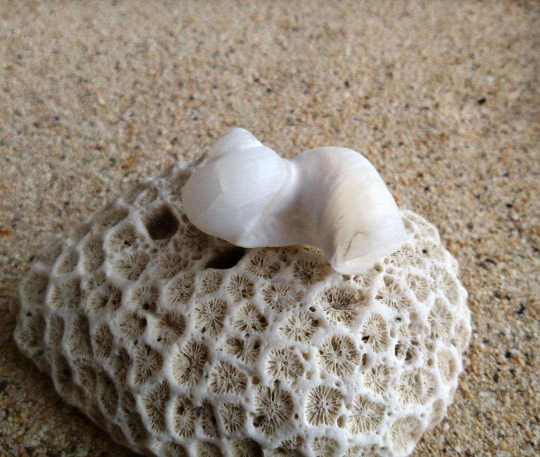 【希少】優美なお姿☆ ケオン パワーストーン 原石 イシカブラ 貝殻 標本 巻貝