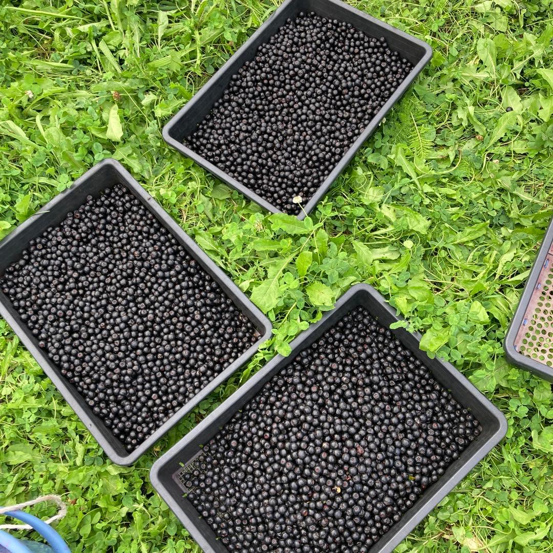 北海道産アロニア冷凍果実 5kg