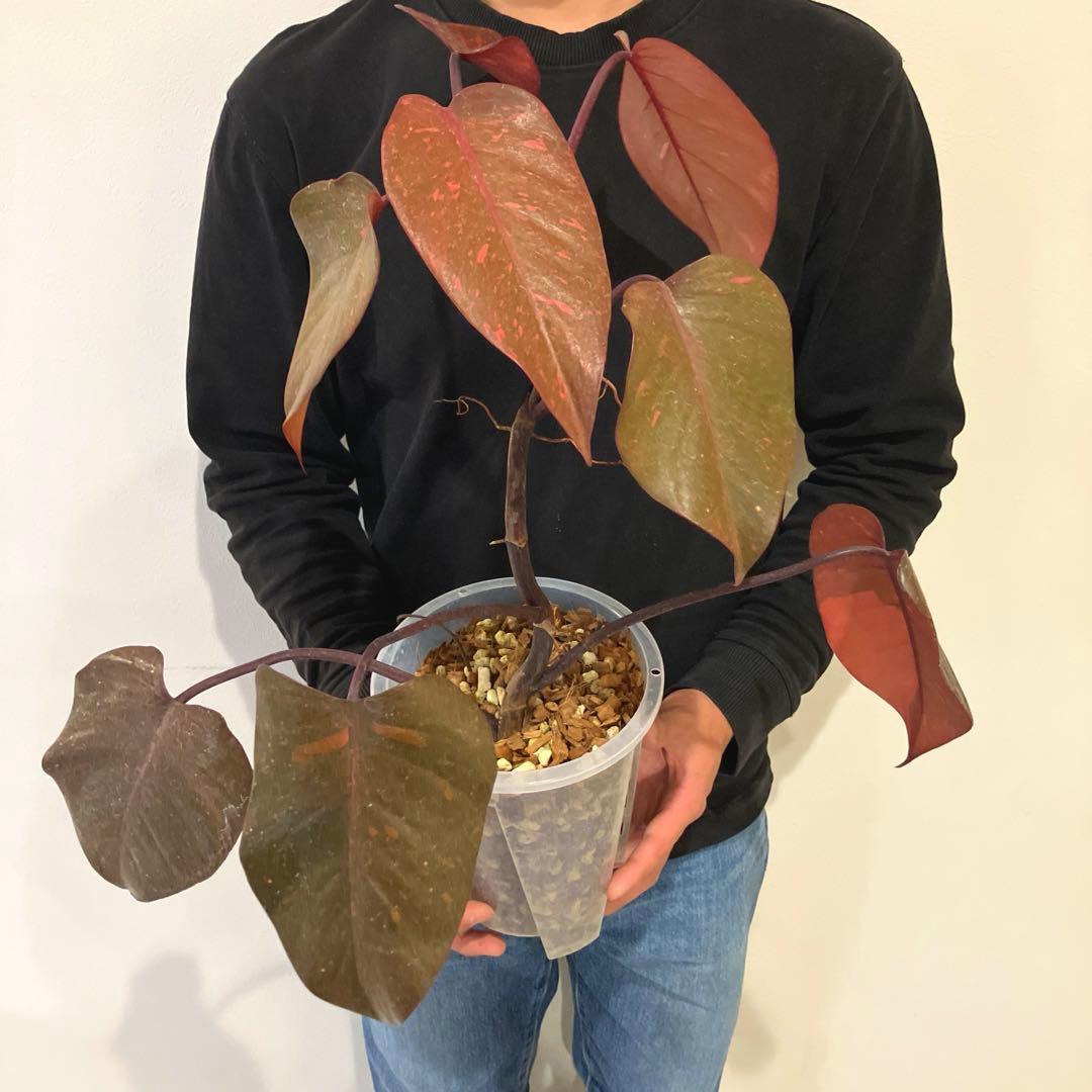 超希少❗️猫チップ植え替え済❗️フィロデンドロン　オレンジプリンセス✨