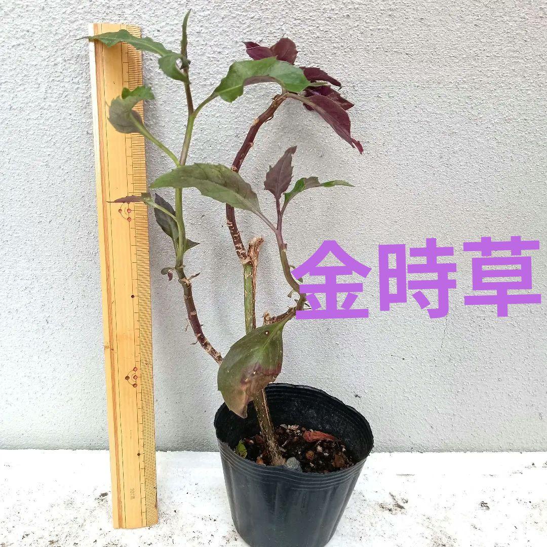 大きくなりすぎた　金時草　B