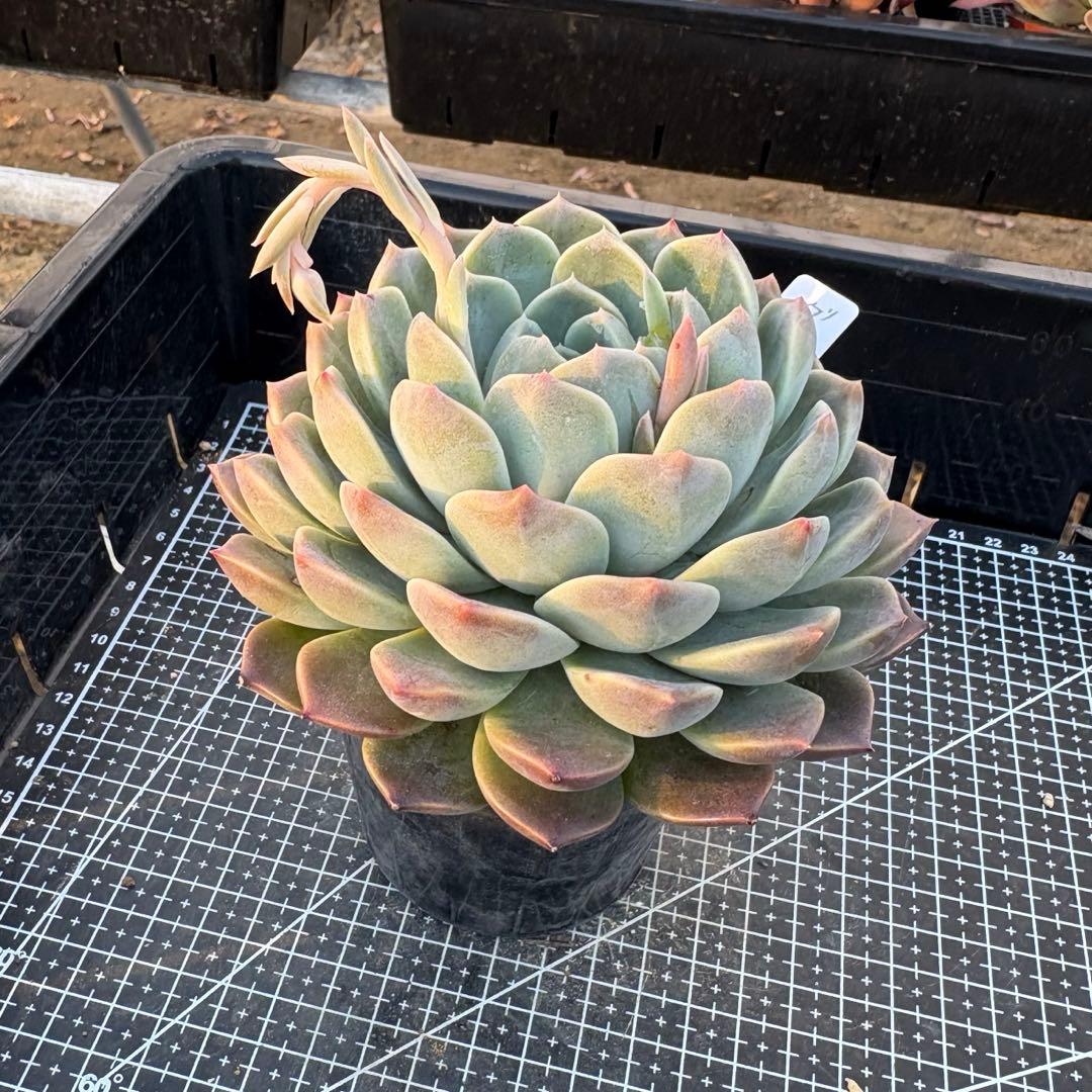 80 グラスランプ 特大 カット苗 多肉植物