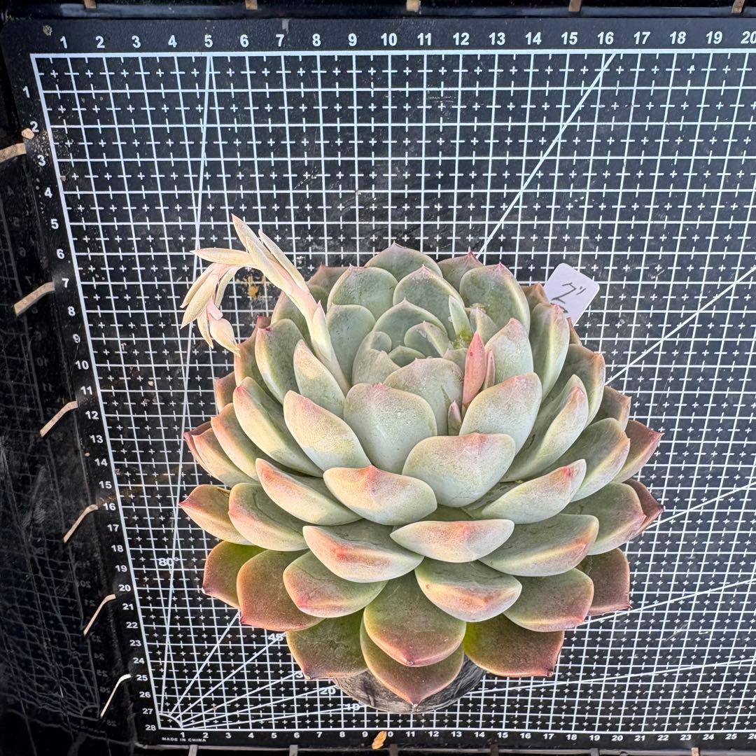 80 グラスランプ 特大 カット苗 多肉植物