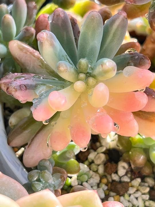 乙女心錦  カット苗➀