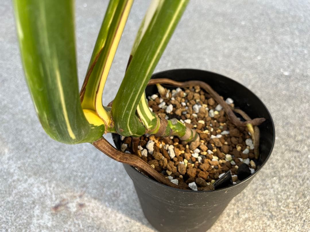 メ*1様 モンステラ デリシオーサ タイコンステレーション 検索 プラチナム レ