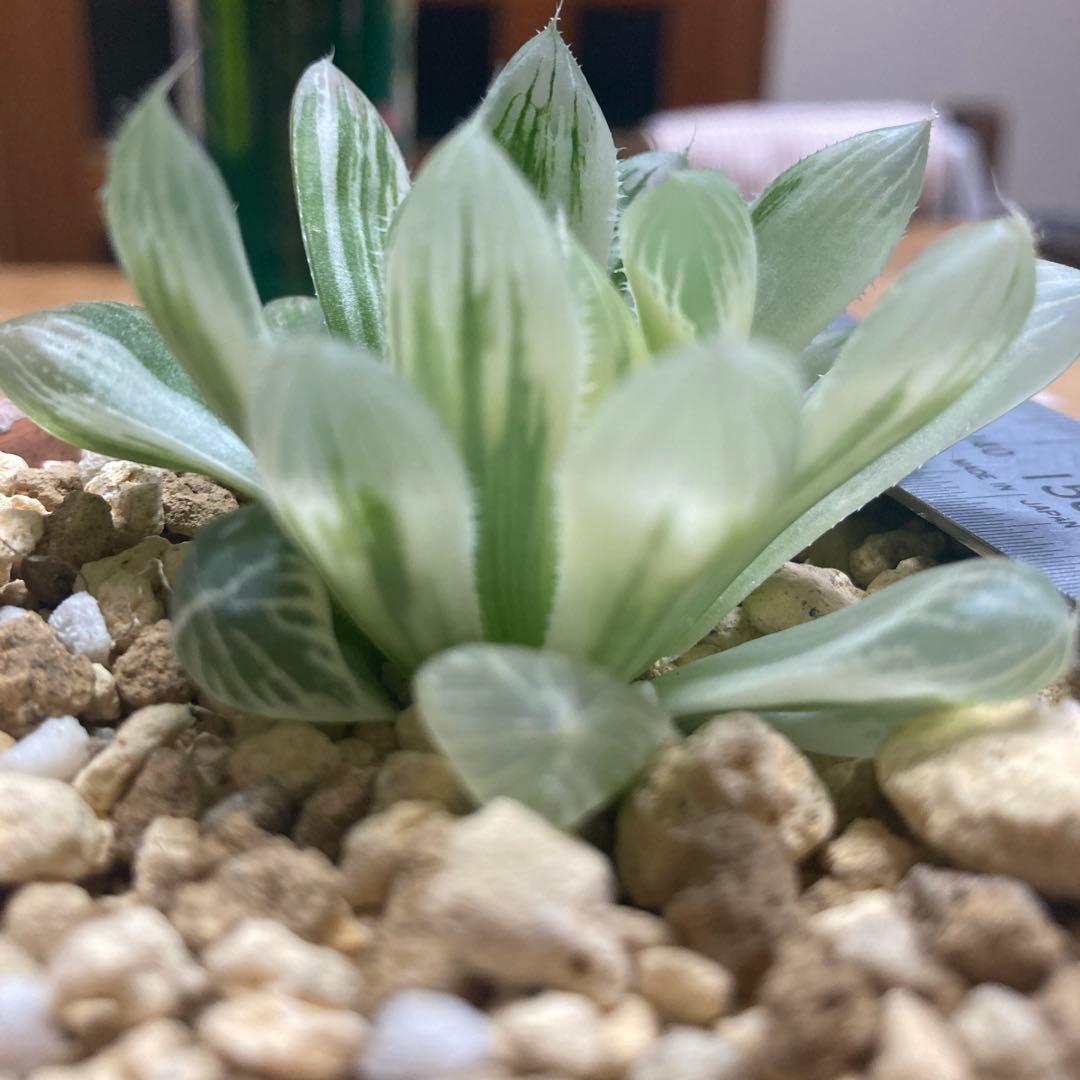 セール　ハオルチア　白蛇伝