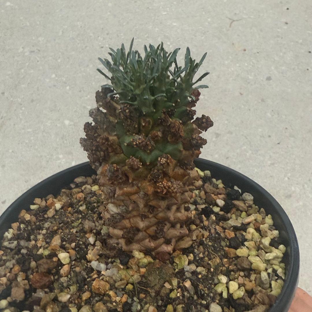 塊根植物euphorbia namibensisユーフォルビアナミベンシス