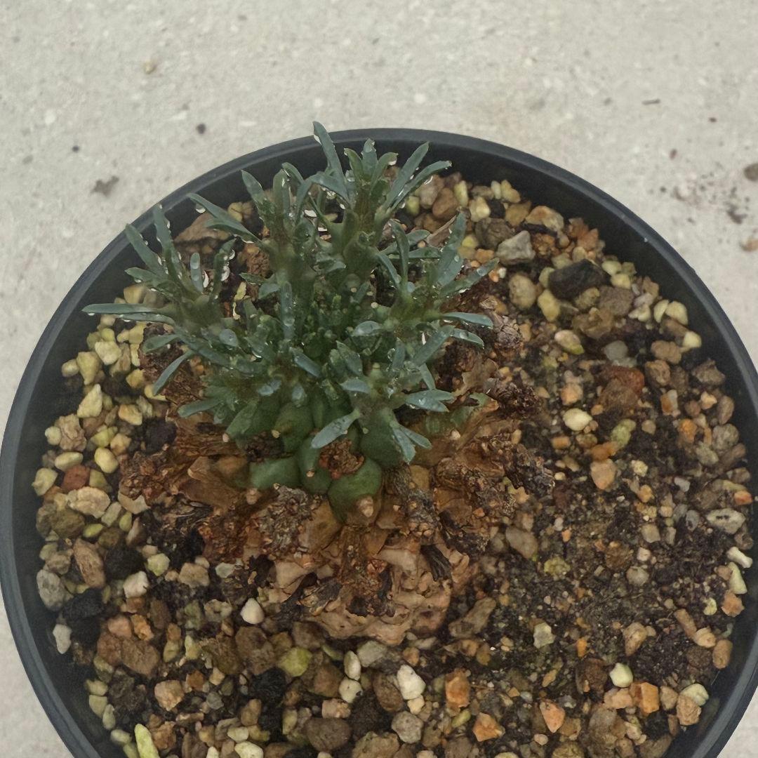 塊根植物euphorbia namibensisユーフォルビアナミベンシス