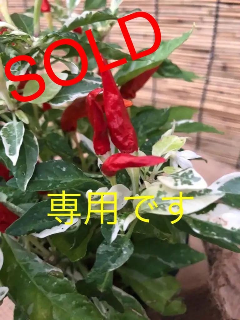 観葉植物 斑入り トウガラシ♡寄植えにも！！