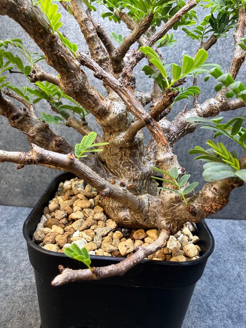 センナ　メリディオナリス　海外実生　発根済み　430