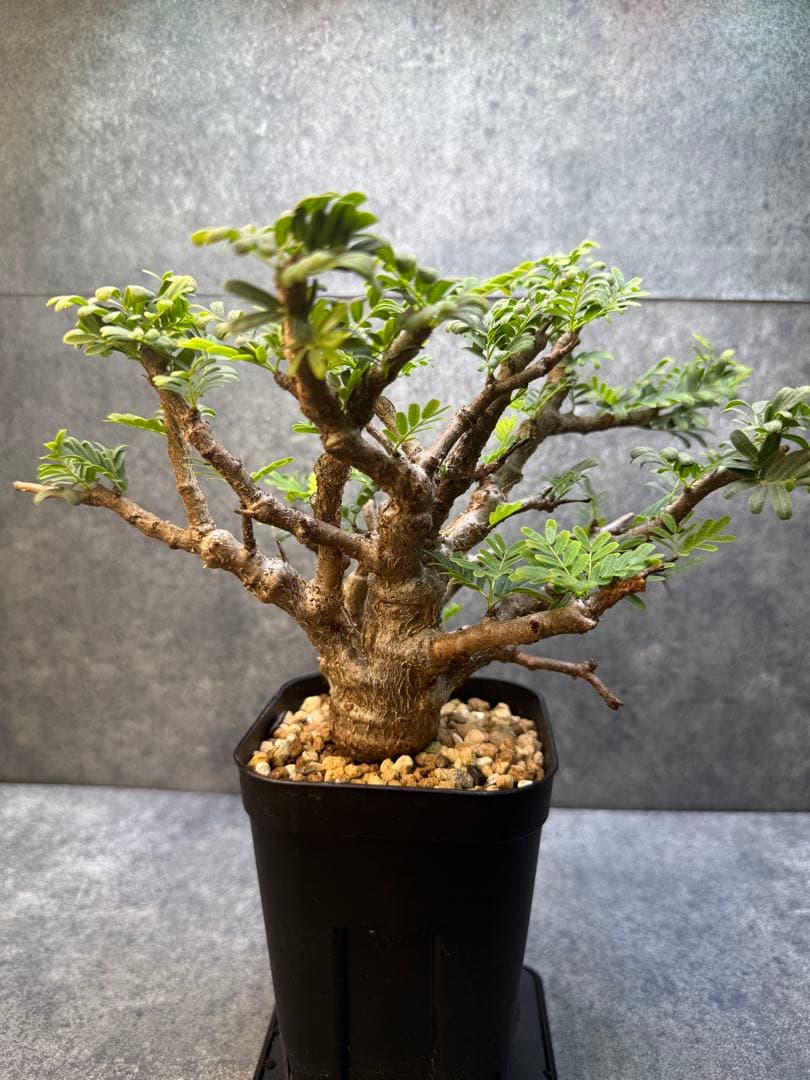 センナ　メリディオナリス　海外実生　発根済み　430