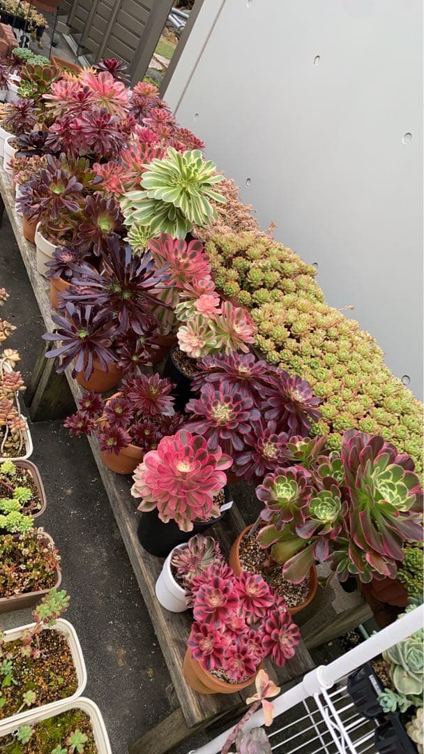 専用　確認画像