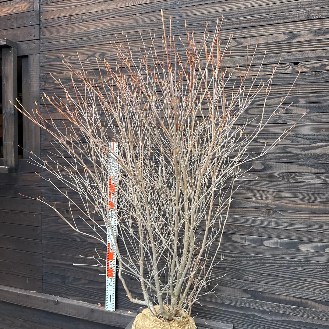 シロヤシオツツジ/大株/良形株【現品発送】管理70817