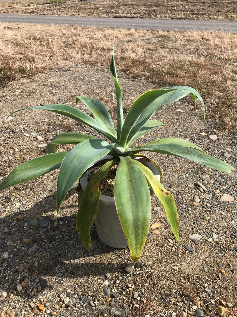アガベ アテナータ ボーチンブルー　　大株