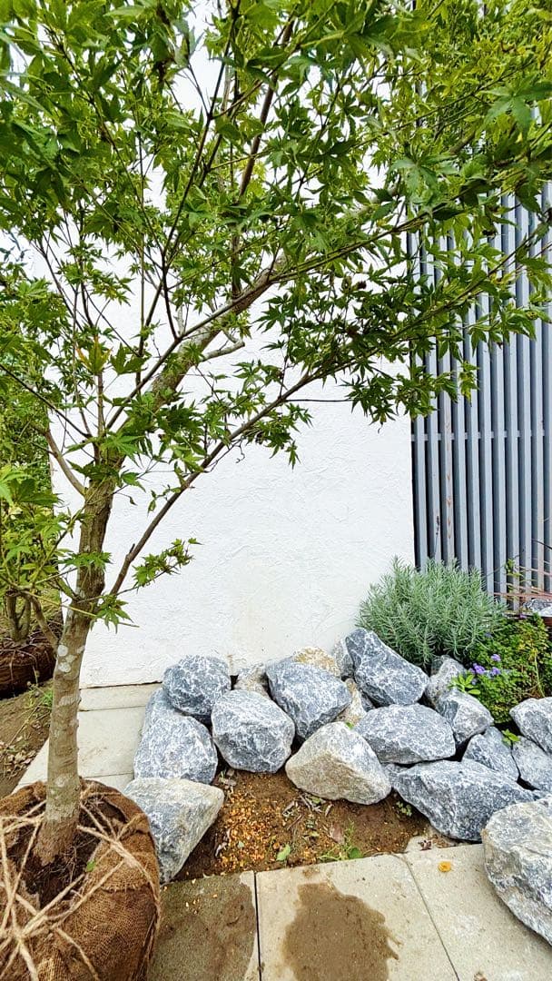 美斑紋。山採りイロハモミジ2.0M(鉢底から)