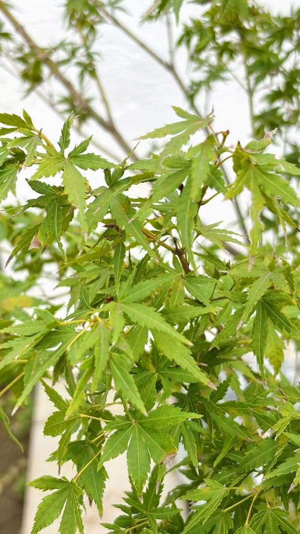 美斑紋。山採りイロハモミジ2.0M(鉢底から)