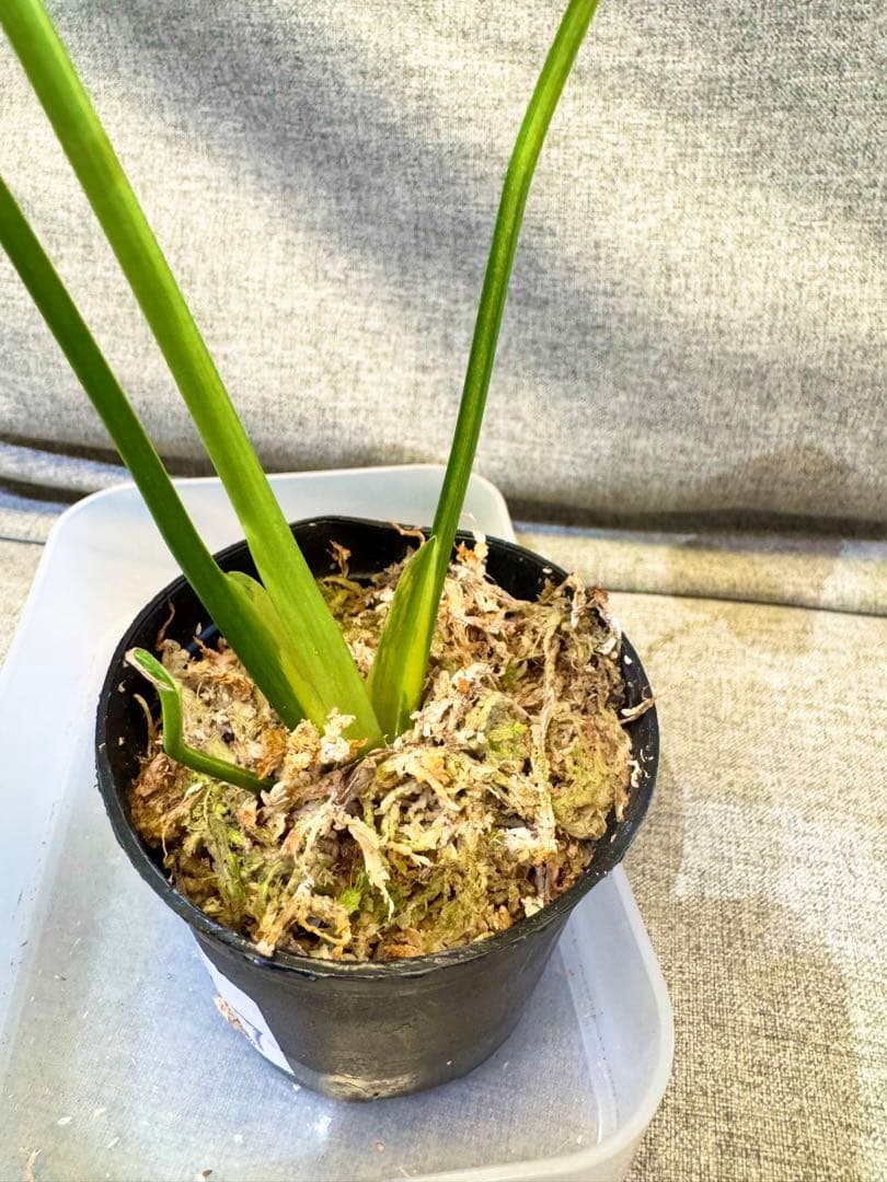 モンステラ　デリシオーサ　イエローマリリン③