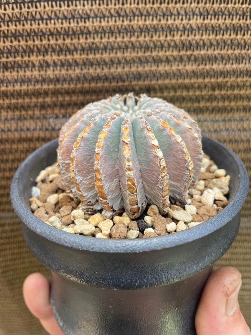 コピアポア メキシカーナ グラキリス オペルクリカリア 希少現地球 カタチ製作所