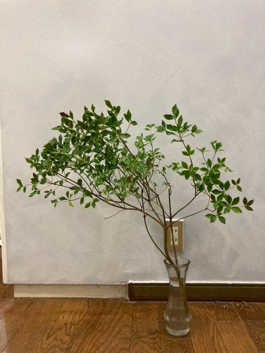 ドウダンツツジ 確認用