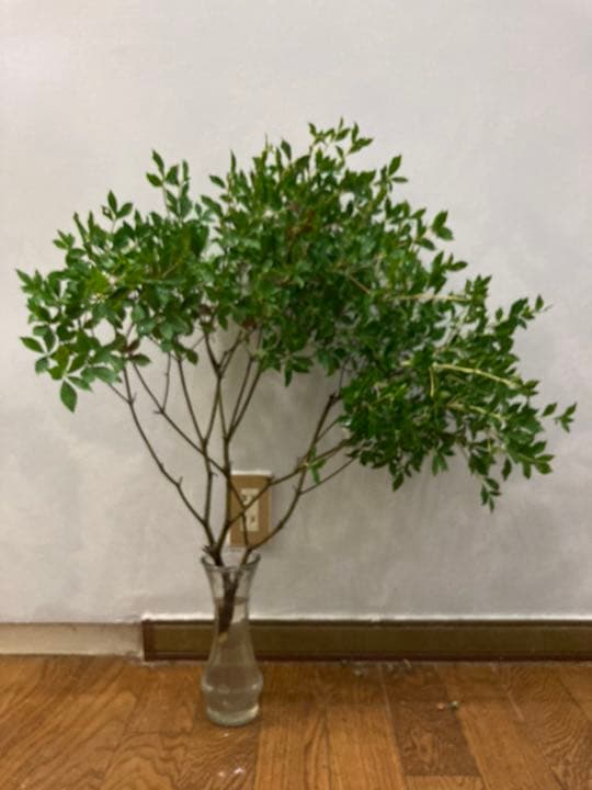 ドウダンツツジ 確認用