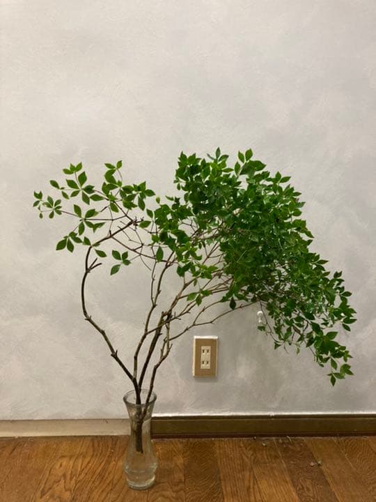 ドウダンツツジ 確認用