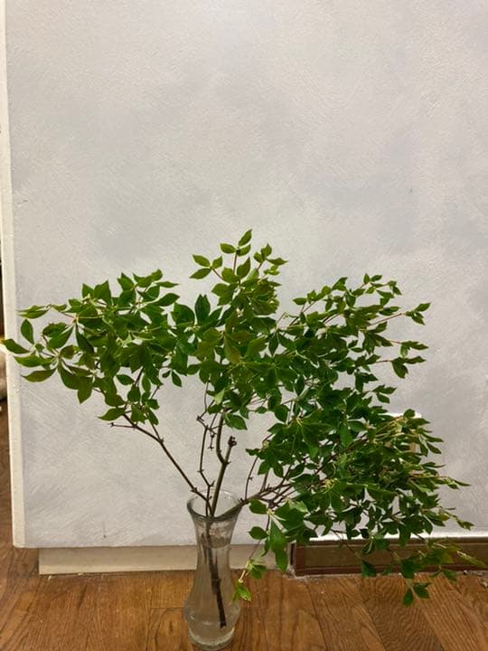 ドウダンツツジ 確認用