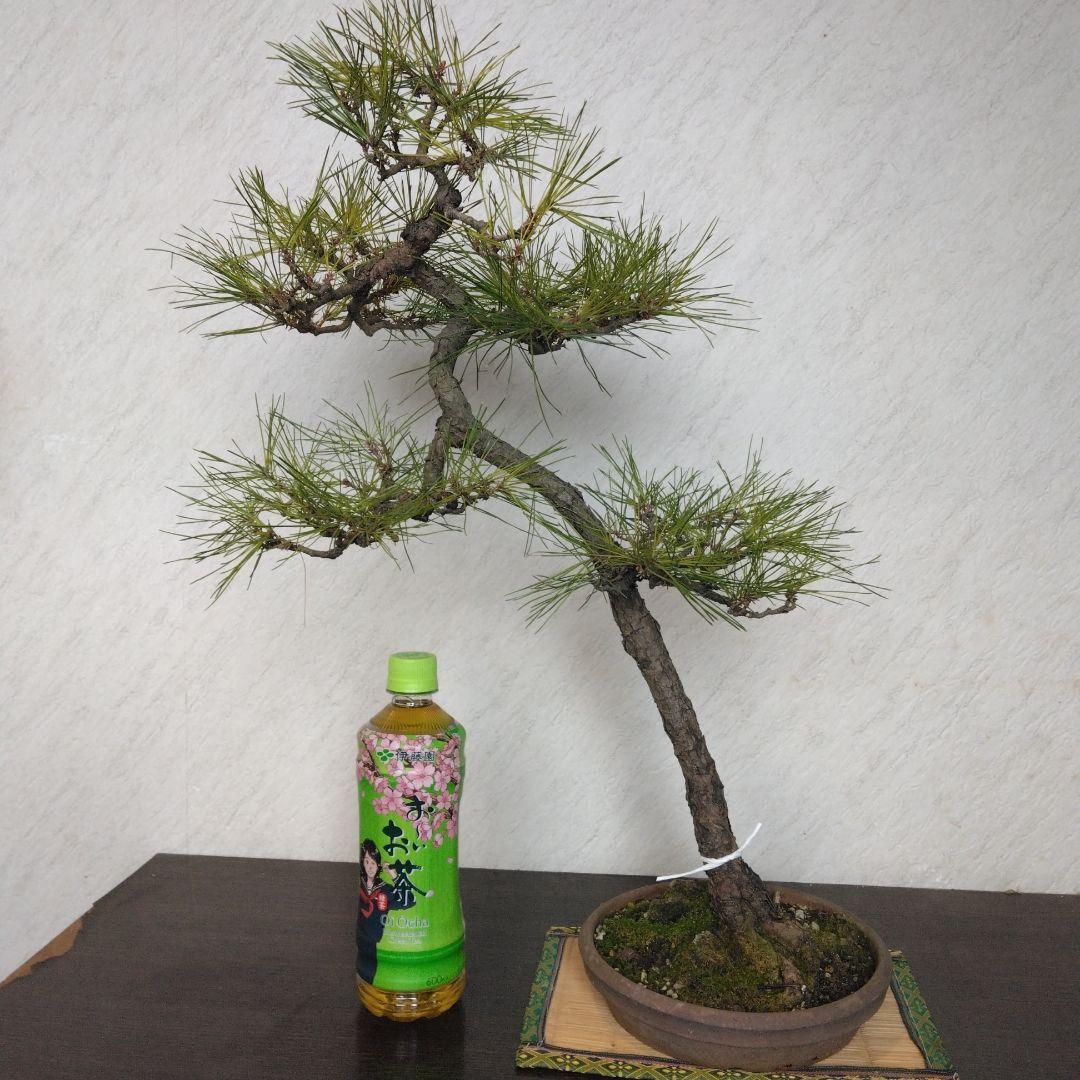 赤松文人盆栽　黒松盆栽、五葉松盆栽、しんぱく盆栽、さつき盆栽