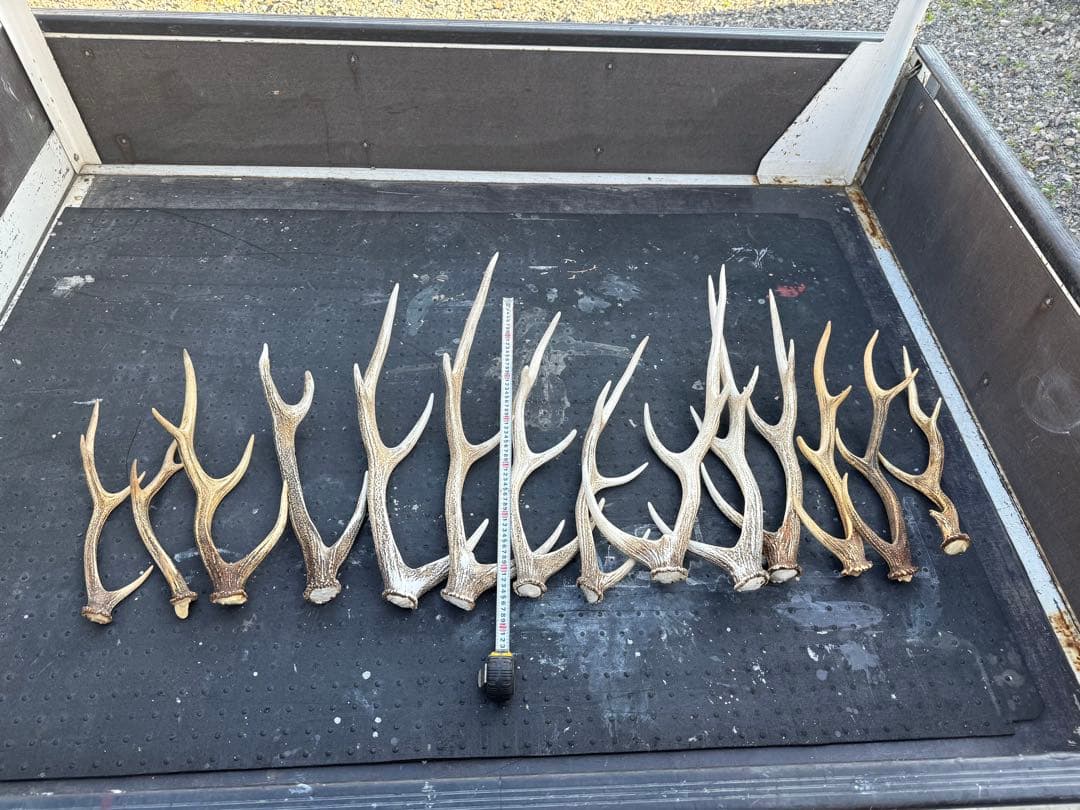 鹿の角☆蝦夷鹿☆14本セット売り☆
