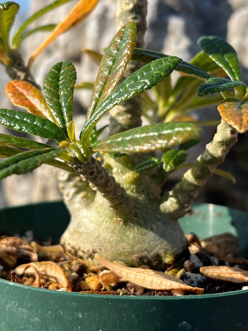 ドルステニアギガス　dorsteniagigas 沖縄実生株　2024塊根部極太