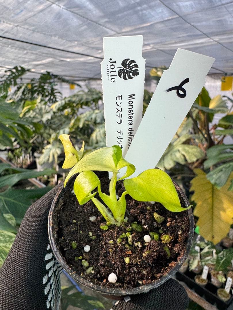 6 モンステラ　デリシオーサ　レオンライム　レモンライム