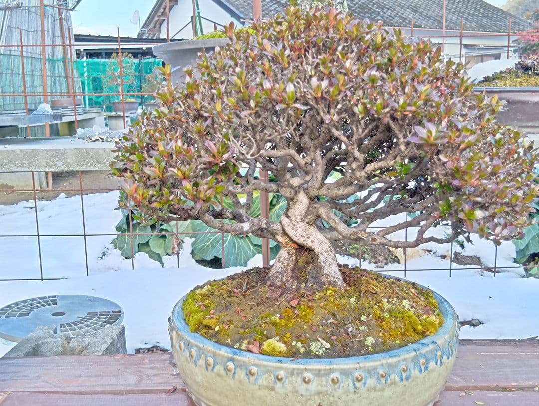 皐月盆栽‼️大盃‼️値下げ‼️