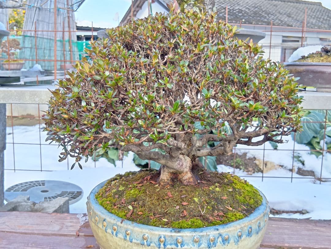 皐月盆栽‼️大盃‼️値下げ‼️