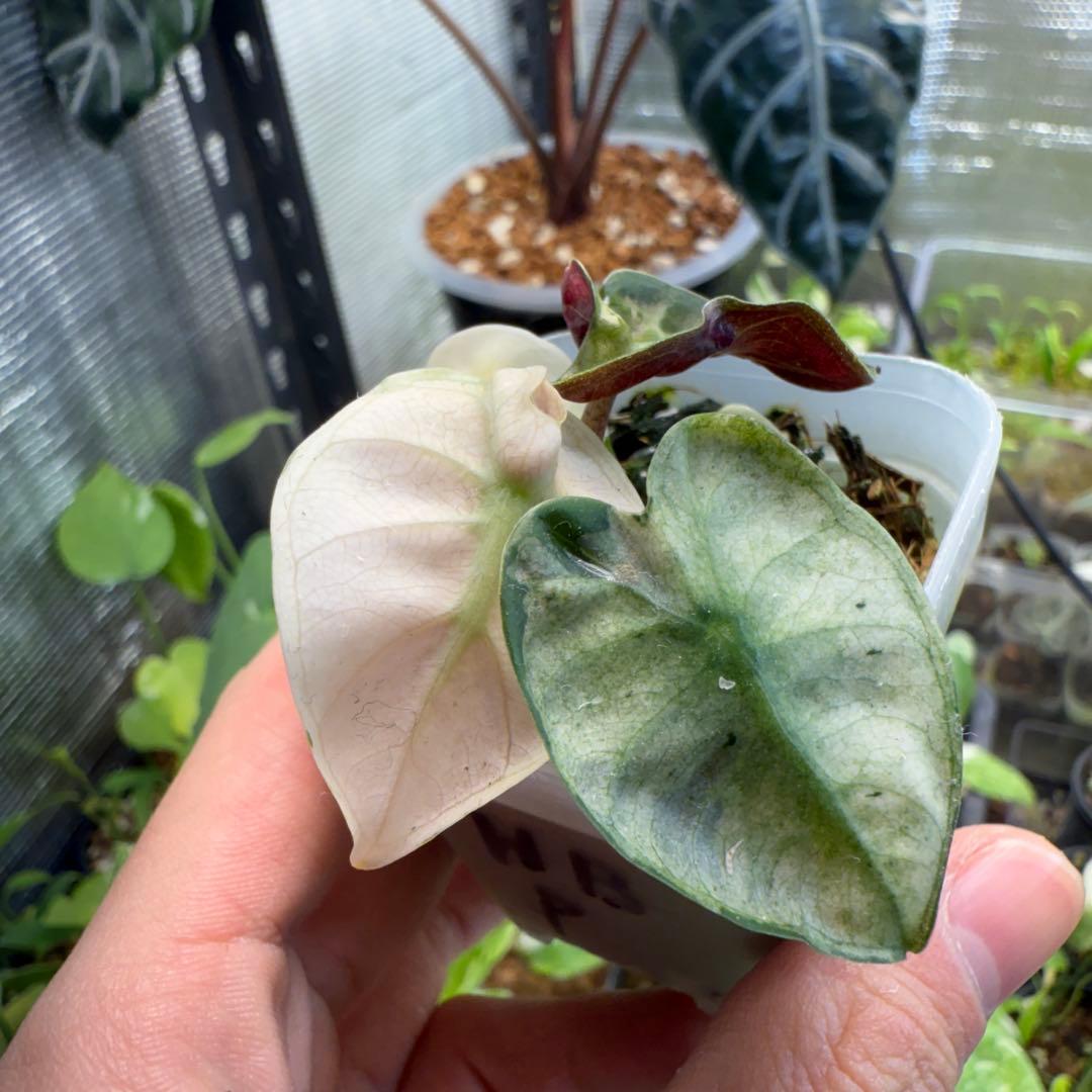 七*草様 美株 アロカシア ハートバルーン ピンク