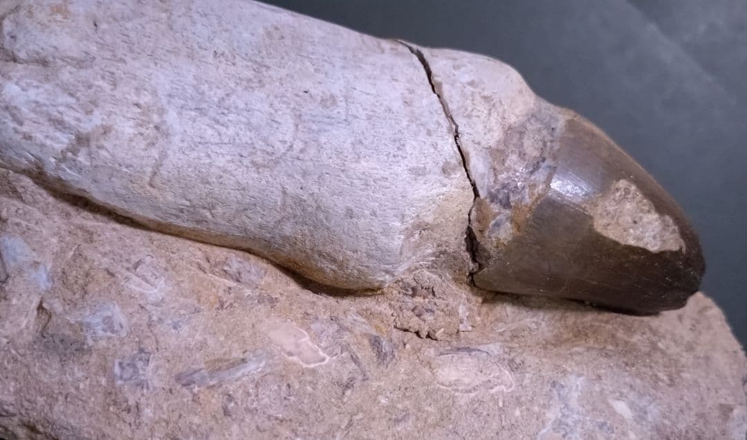 【特大プログナソドン】モササウルスの歯14cmオーバー1.8kg歯根岩盤付