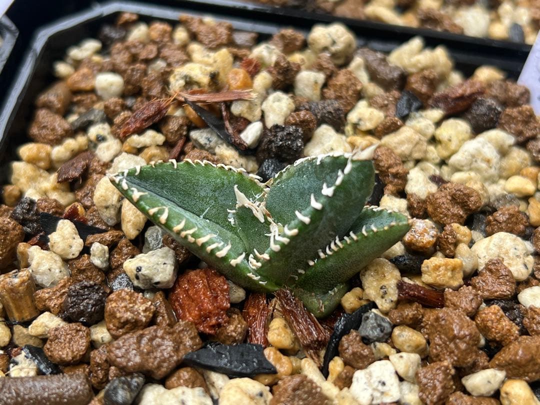 アガベ　チタノタ　コブラ　眼鏡蛇　子株